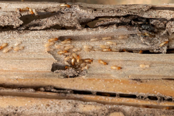 Best Flea Control Services  in Richland, WA
